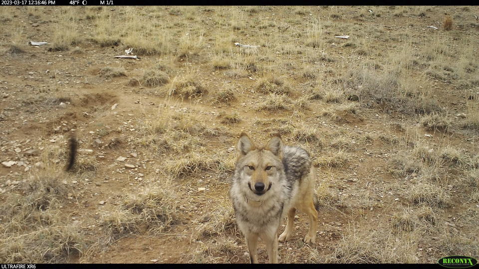 This March 17, 2023, image provided by the U.S. Fish and Wildlife Service shows game camera footage of the female wolf numbered F2754 while in captivity at a wolf management facility at the Sevilleta National Wildlife Refuge in central New Mexico. The agency announced Monday, Dec. 11, 2023, that the wolf was recaptured after wandering beyond the boundaries of the species' recovery area that spans parts of southwestern New Mexico and southeastern Arizona. (AP Photo/Susan Montoya Bryan)