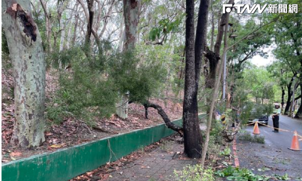 男子在澄清湖園區走路，卻遭路樹壓傷致死。（圖／翻攝畫面）