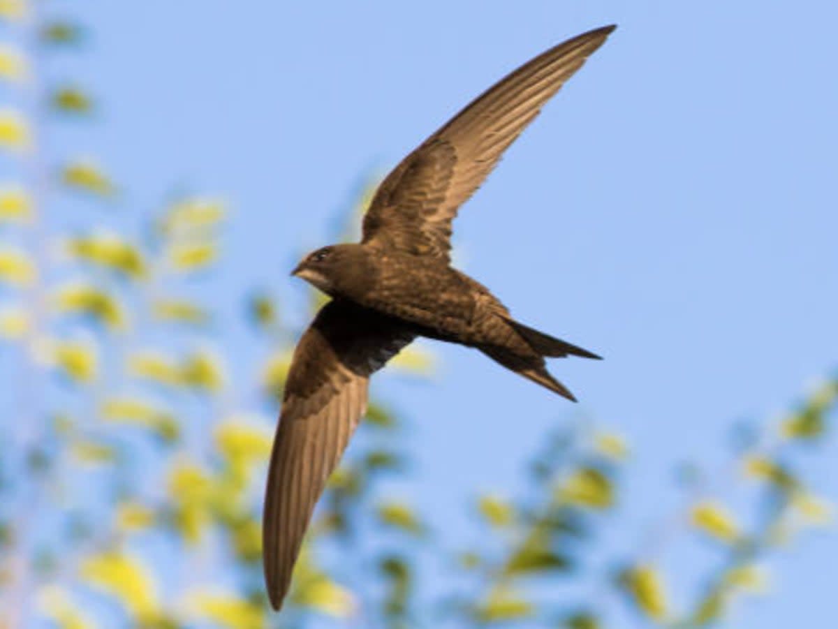  The Tories are said to have vetoed a popular campaign to change the law to create homes for swifts (Getty Images/iStockphoto)