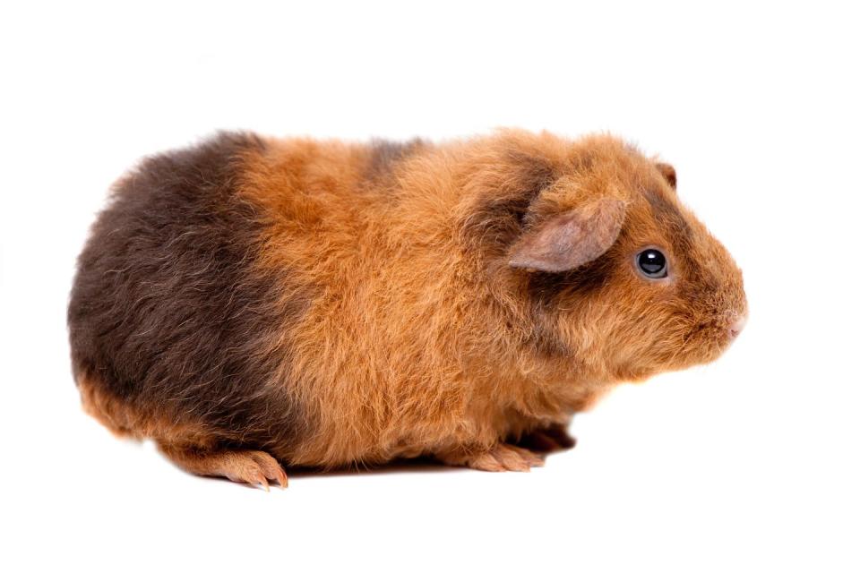 Teddy Guinea Pig