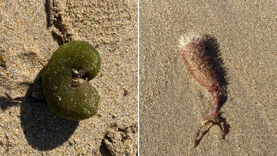 The other creatures washed up on the beach were identified as some sort of algae (left) and a sponge. Source: Facebook