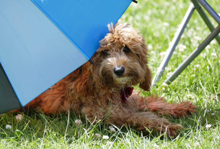 A dog sits in the shade on a hot day (Rex)