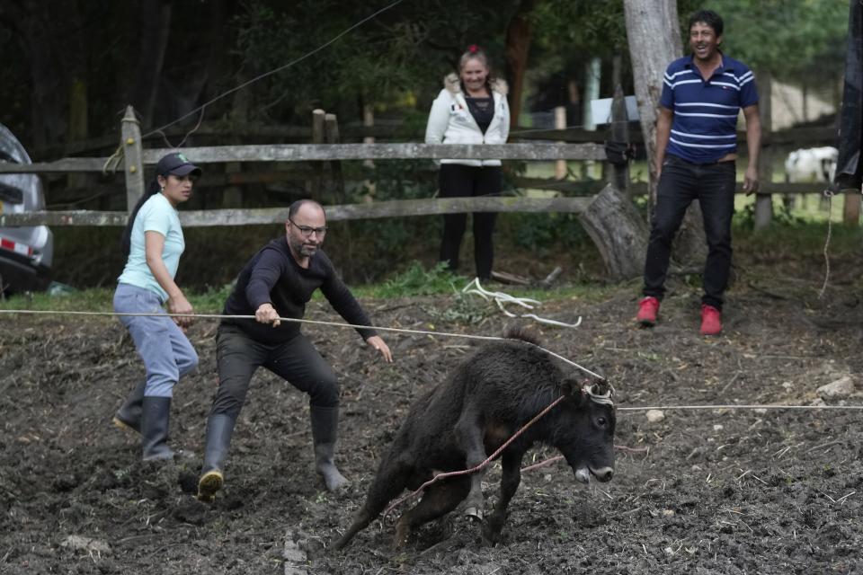 Miguel Aparicio, second left, ropes in a Spanish Fighting Bull calf after it arrived at his farm animal shelter in La Calera, Colombia, Thursday, Feb. 16, 2023. Aparicio, who runs the shelter, says that bull breeders in the country are already struggling to find buyers for their animals, as the yearly number of bullfights is decreasing. (AP Photo/Fernando Vergara)