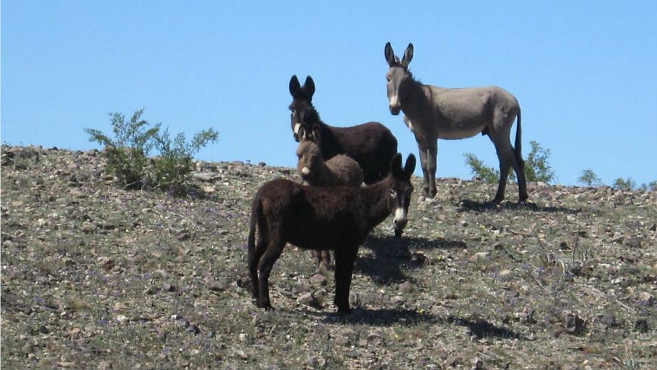 Wild burros, pictured in an undated photo.