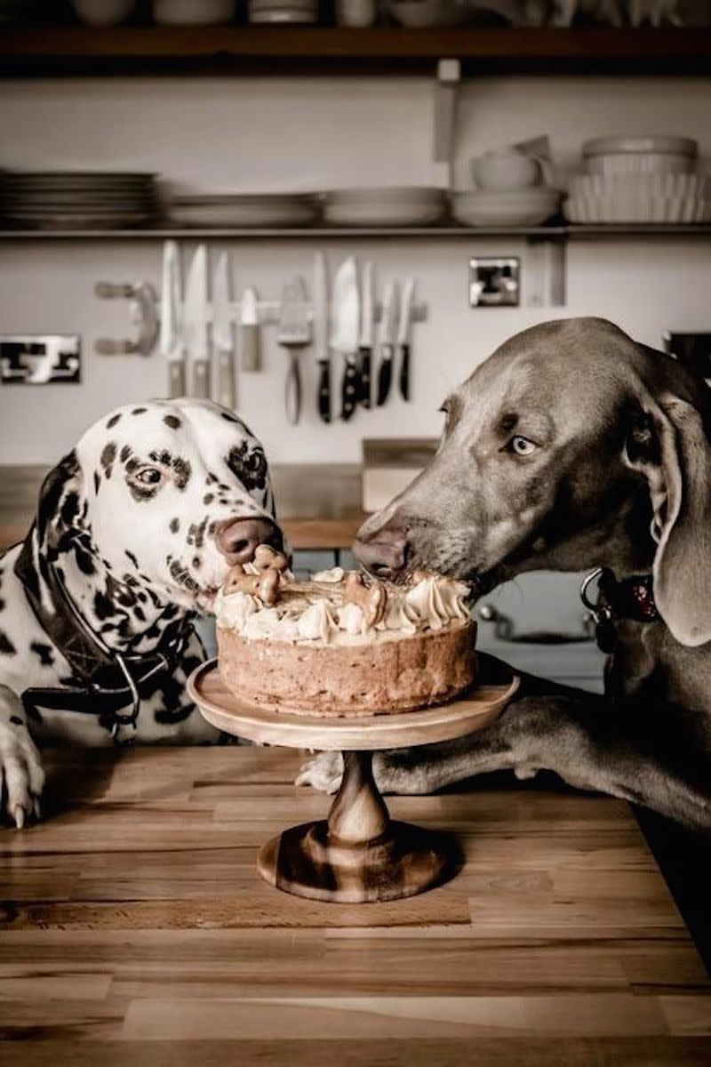 Peanut Butter and Apple Cake (for Dogs!)
