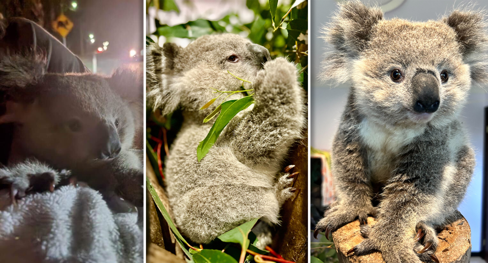 Three images of Laith the baby koala. Left - Laith in a blanket at night. Middle - Laith eating leaves. Right - Laith looking at the camera.