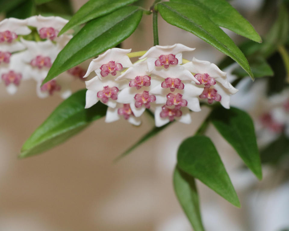 5. Wax plant (Hoya)