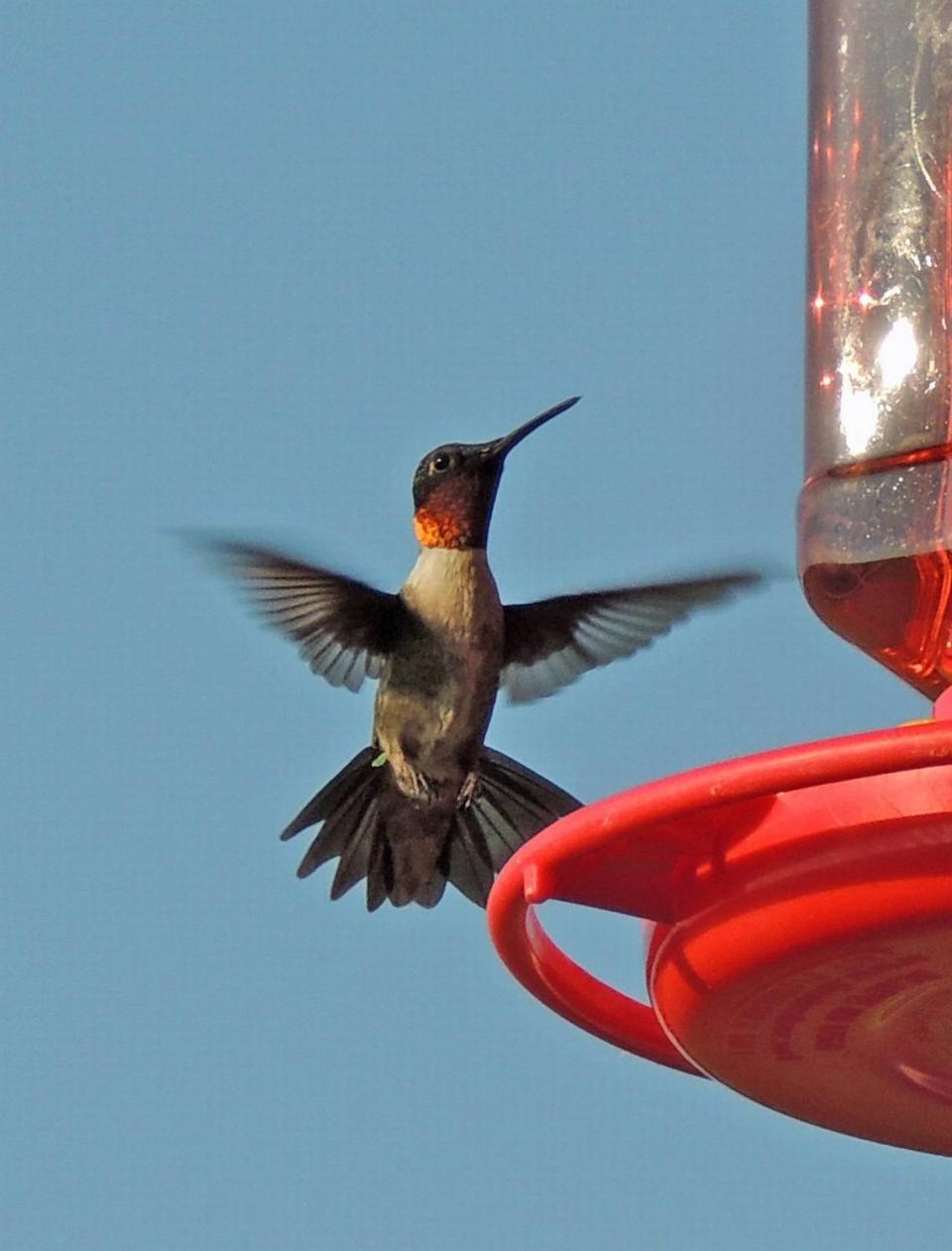 If you put out birdfeeders, researchers say they should be cleaned regularly to prevent illness. Here, a ruby-throated hummingbird is at a feeder in 2016.
