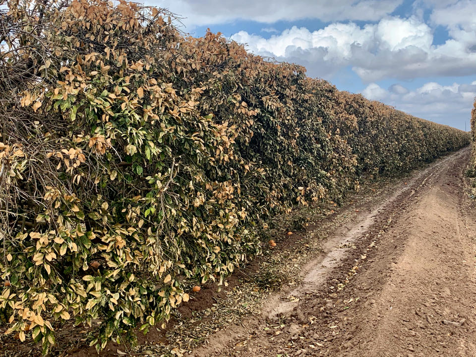 After the snow melted and temperatures warmed up, the citrus trees began turning brown. (Courtesy Dale Murden / via Texas Farm Bureau)