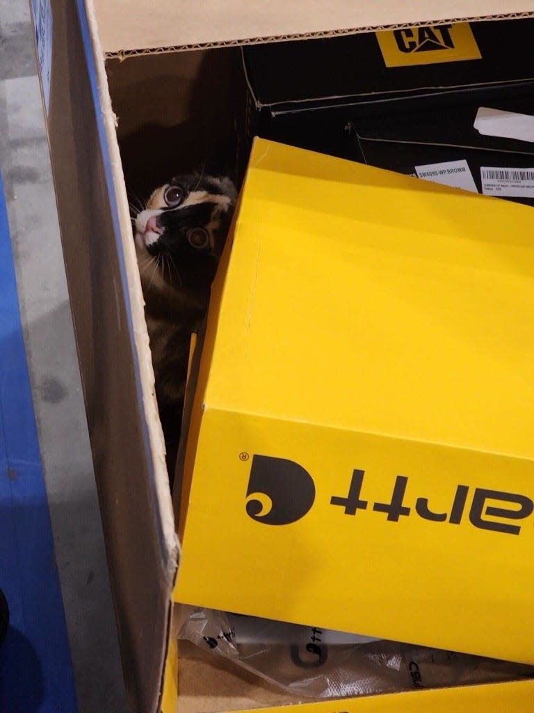 Cat Trapped in Box of Returned Merchandise