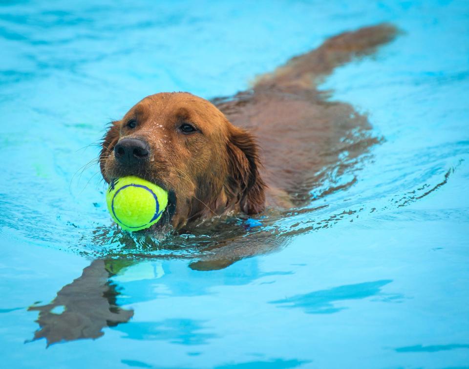 Moses grabs a ball while enjoying himself during Drool in the Pool at Mills Pool on Thursday, Aug. 4, 2022. 