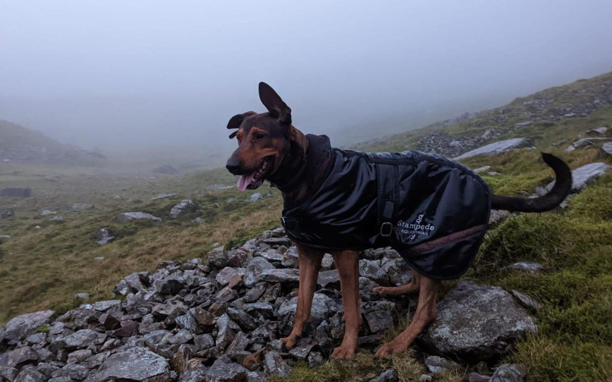 Dexter the stubborn dog on Scafell Pike -