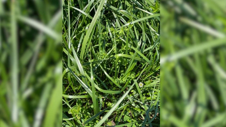 Kathleen Glover, a researcher with Agriculture and Agri-food Canada, is investigating the best legumes to frost seed into existing grass pastures. She says the practice of spreading seeds on frozen pastures in late winter or early spring avoids plowing the soils which releases carbon dioxide. 