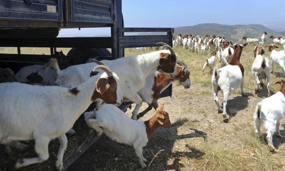 <span>Photograph: Juan Carlo/AP</span>