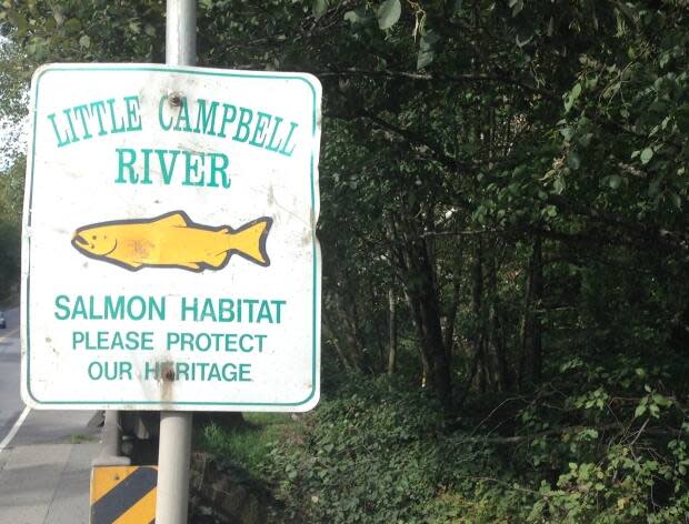 Critics of a proposal to rezone hundreds of acres of rural land in South Surrey say introducing industrial activity could have a negative impact on the Little Campbell River, which is home to several species of Pacific salmon and trout. (Jesse Johnston/CBC - image credit)