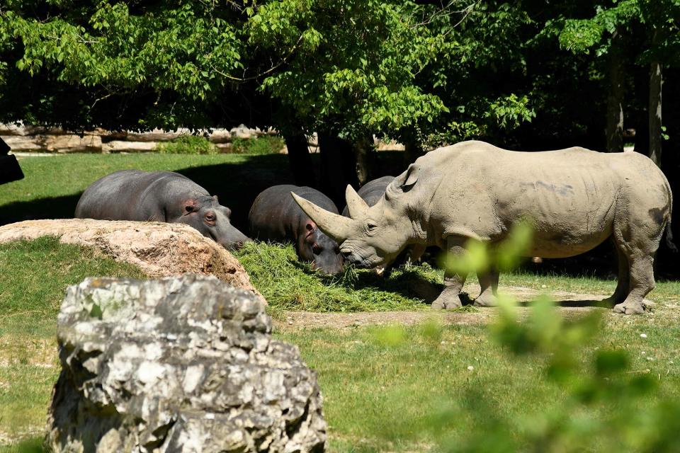A handout photograph realesed by the zoo "Parco Natura Viva", on October 12, 2021 shows Toby, the world's oldest white rhino, in its enclosure at the at the zoo in Bussolengo, near Verona, in northern Italy, on April 18, 2019.