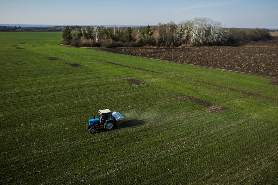 A tractor spreads fertilizer on a wheat field.