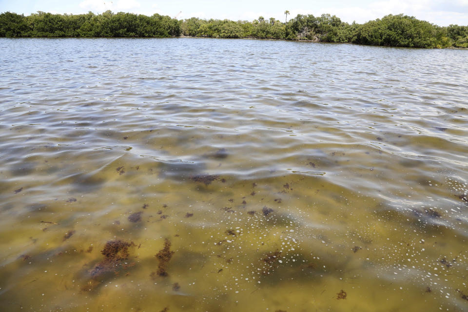 Seasonal algae floats in the water off Port Manatee, on Tuesday, 6, 2021, in Palmetto, Manatee County, Fla., where authorities responding to a leaking wastewater pond at the old Piney Point phosphate plant reopened a nearby stretch of U.S. 41 that had been closed for days between Manatee and Hillsborough counties. A mandatory evacuation order near the leaking Florida wastewater reservoir that affected more than 300 homes and additional businesses has been lifted. (Douglas R. Clifford/Tampa Bay Times via AP)