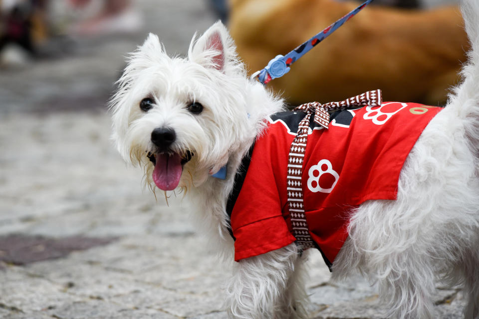 <p>Dogs at Howlloween at the Grand Copthorne Waterfront Hotel. (Photo: Bryan Huang/Yahoo Lifestyle Singapore)</p>