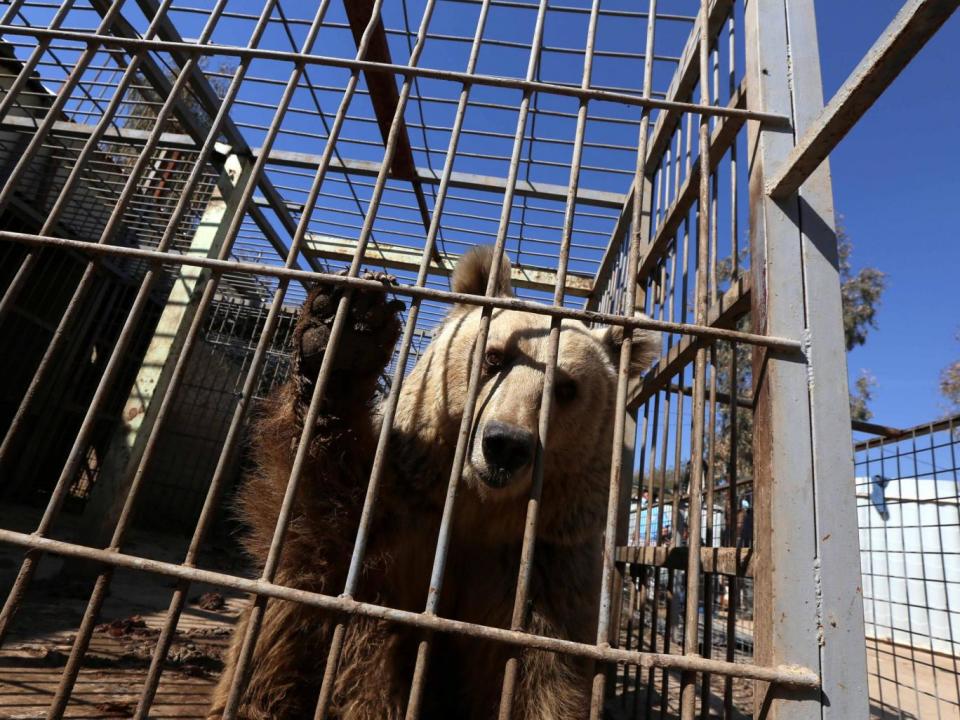 Lula, an abandoned bear (Getty)