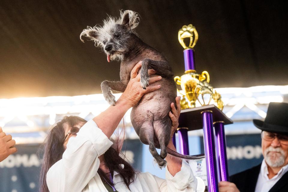 Scooter is held up after winning first place in the World's Ugliest Dog Contest on Friday at the Sonoma-Marin Fair in Petaluma, Calif.