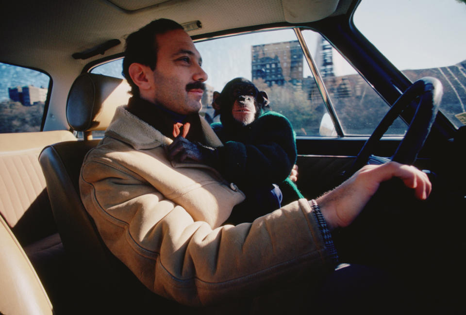 In this film publicity image released by Roadside Attractions, Nim Chimpsky, rides with Professor Herbert Terrace in a scene from "Project Nim." (AP Photo/Roadside Attractions, Susan Kuklin)