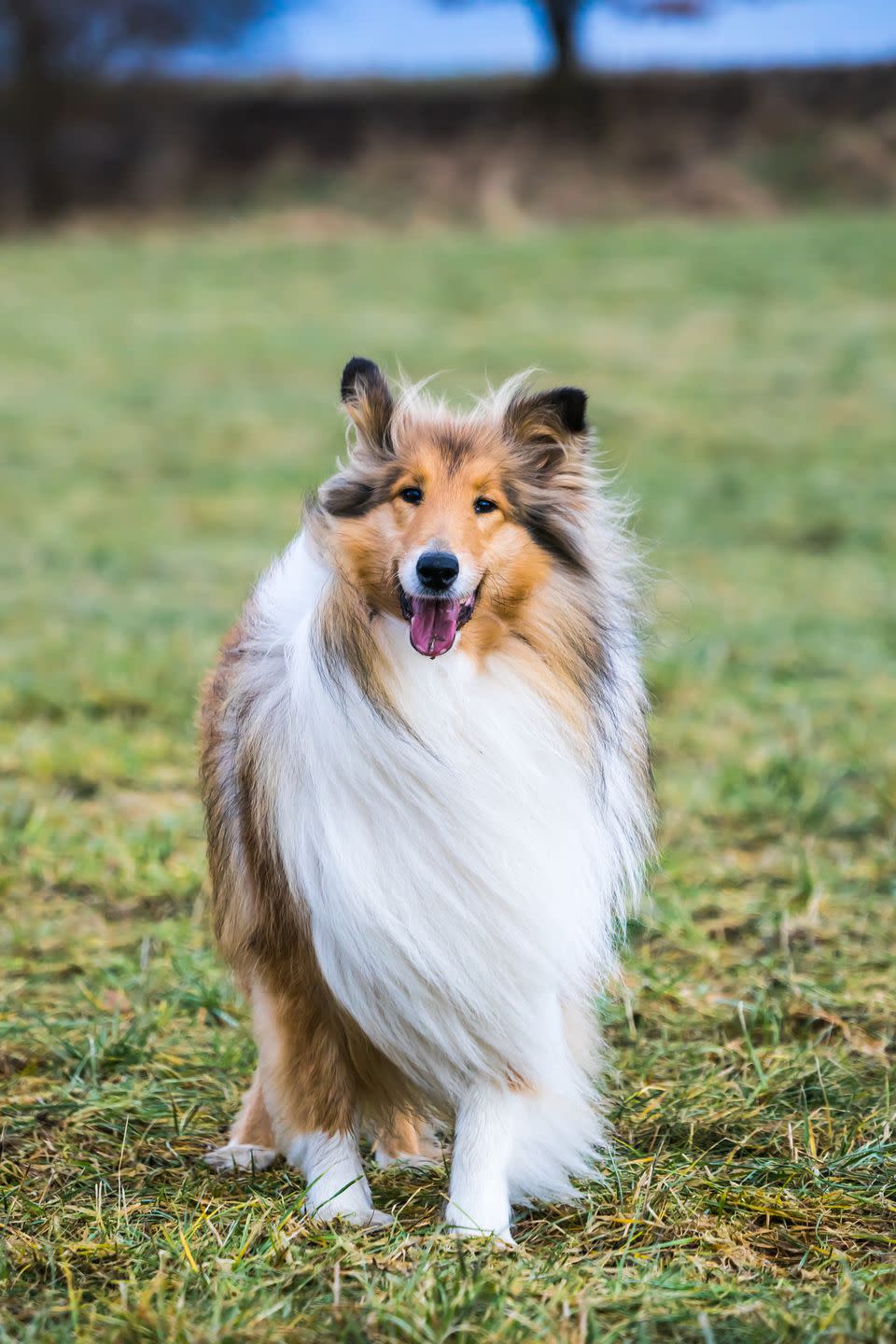 Collie