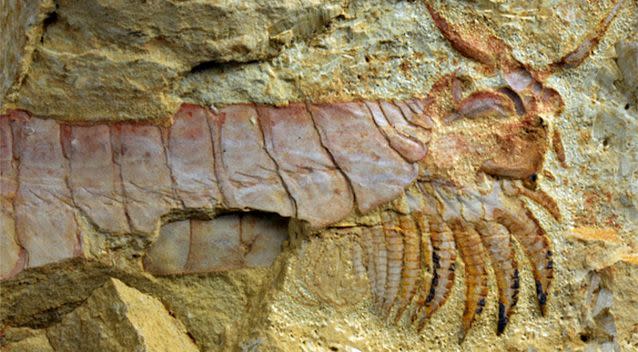 The Cambrian explosion gave rise to a host of bizarre and complex creatures, such as this fuxhianhuiid arthropod from China. Photo: Yie Jang (Yunnan University).