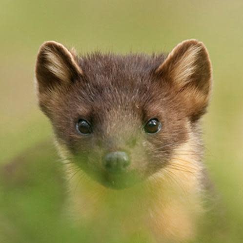 Pine marten