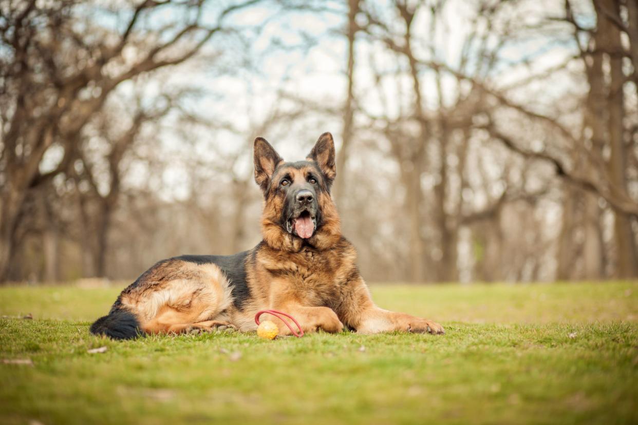 German shepherd