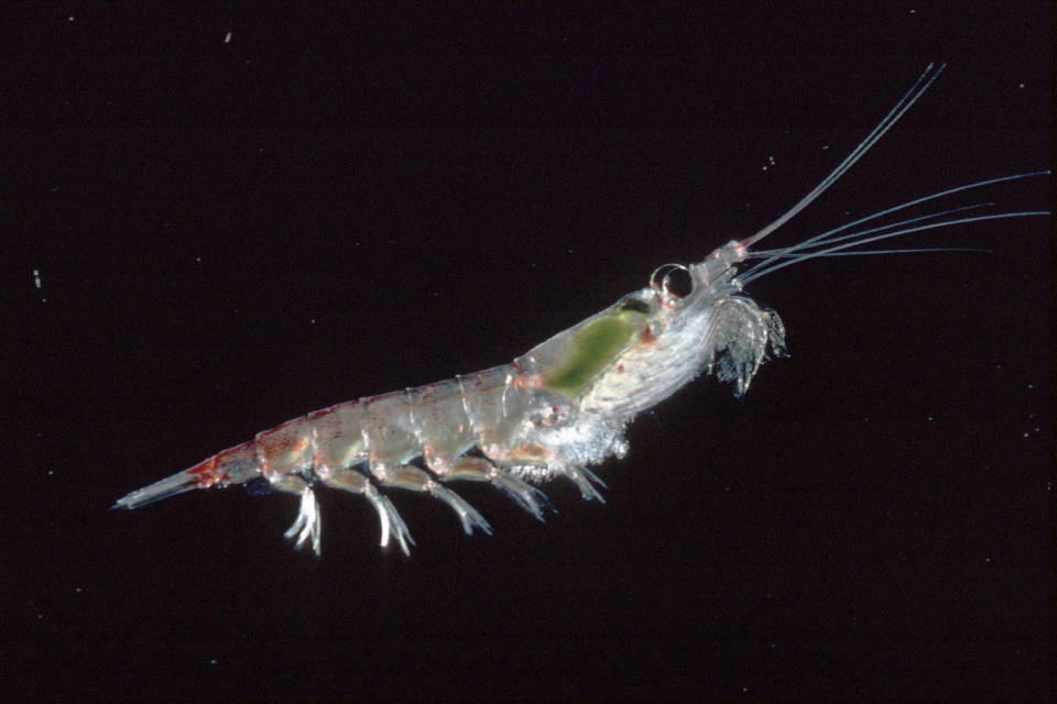 This photo provided by the British Antarctic Survey in October 2023 shows an Antarctic krill (Euphausia suberba). While krill fishing is banned in U.S. waters due to concerns it could impact whales, seals and other animals that feed on the shrimp-like creatures, it’s been taking place for decades in Antarctica, where krill are most abundant. (Chris Gilbert/British Antarctic Survey)