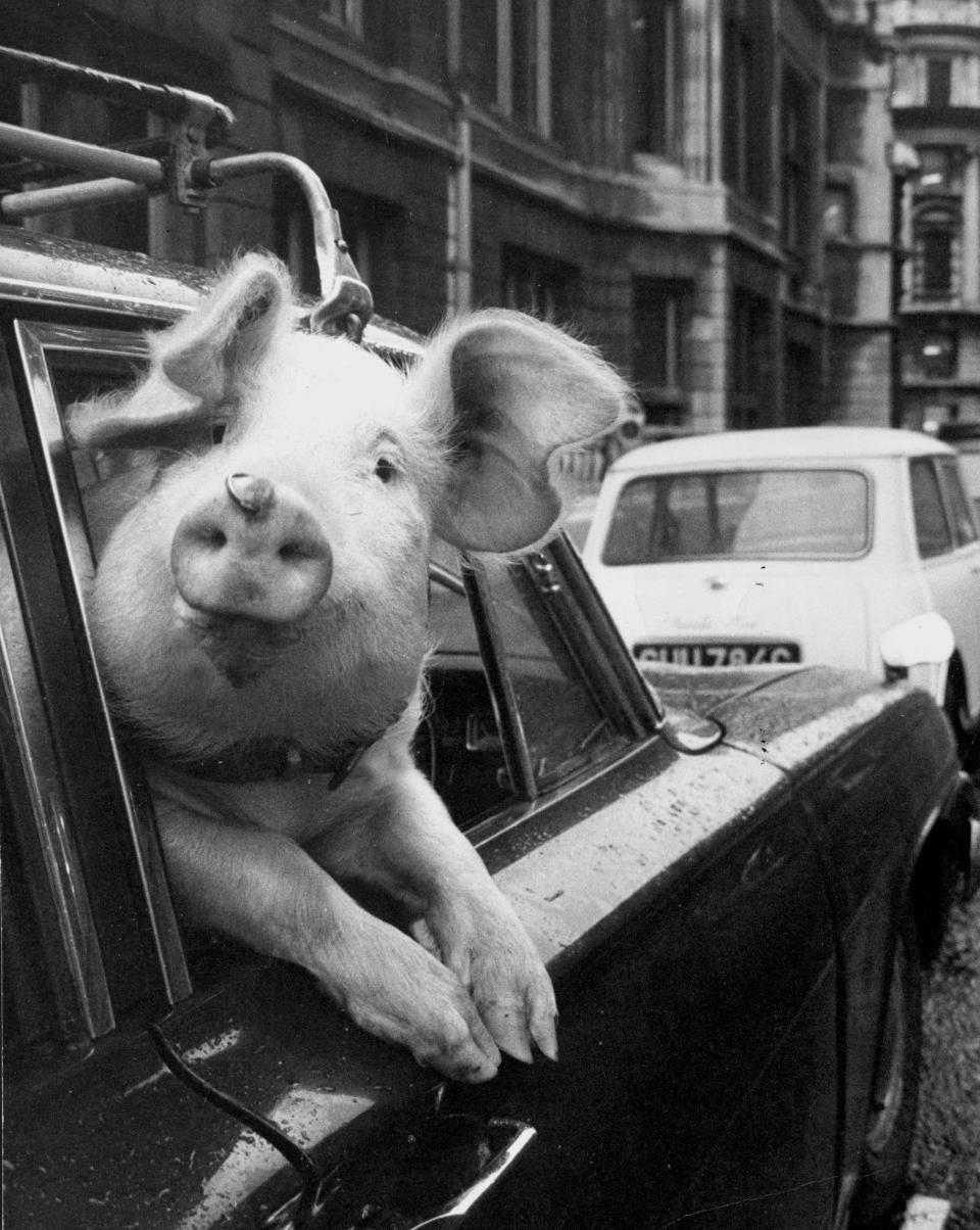 Perky, pictured in the car in which it travelled down to London to perform in a new circus in Charing Cross, London, with its partner pig Pinky. November 1970.