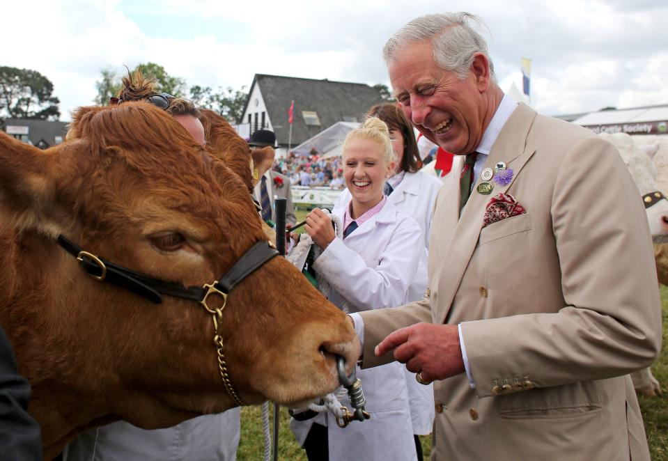 King Charles smiles and looks at a cow