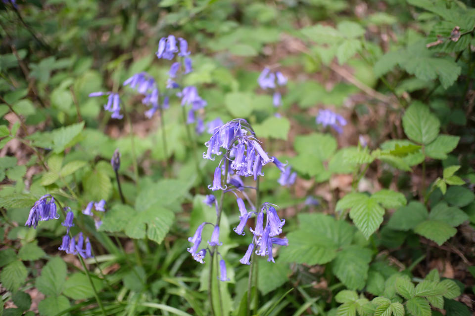 Purple flowers photographed with the TTArtisan 25mm F/2 lens for Fujifilm X mirrorless cameras