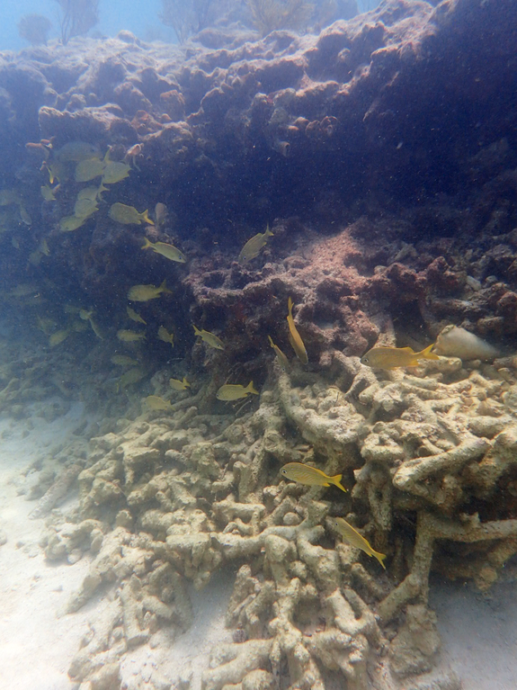 The distinct line of bright, white reef was exposed during the hurricane.