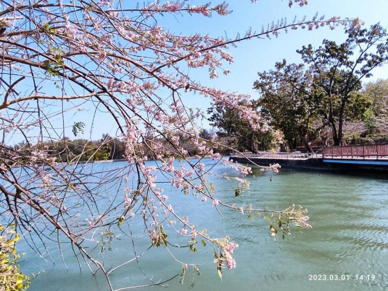 澄清湖賞花季開跑　百花齊放浪漫度爆表