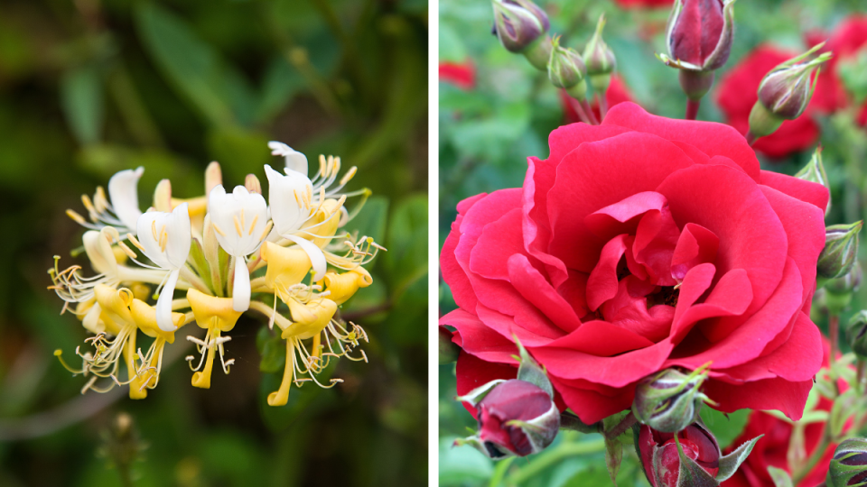 honeysuckle and rose--june birth month flowers