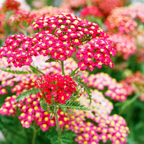 Yarrow