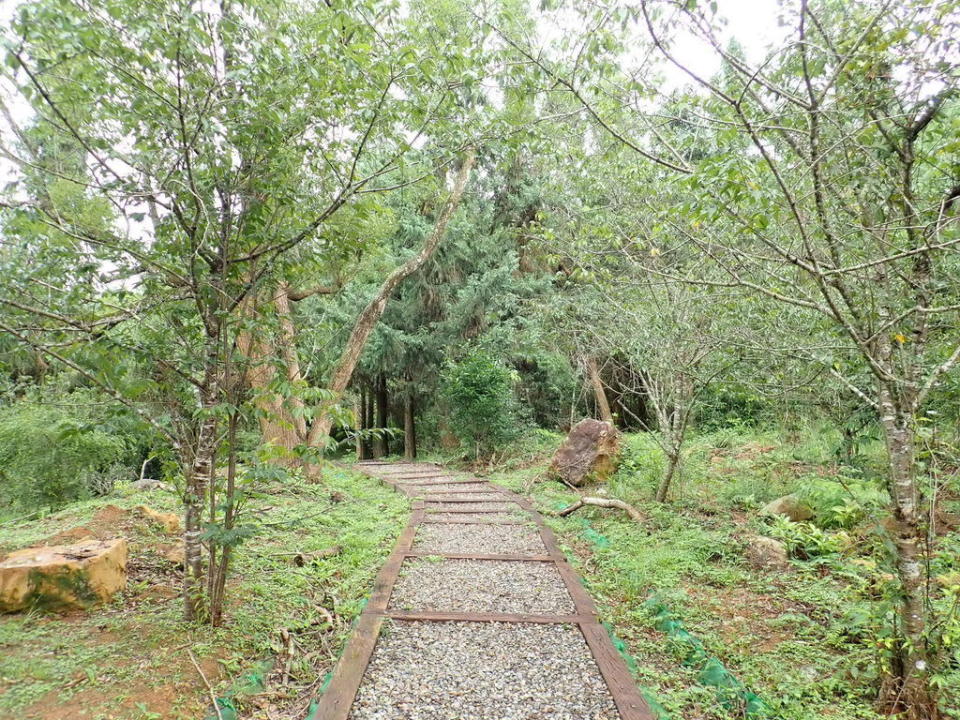 南投金龍山步道