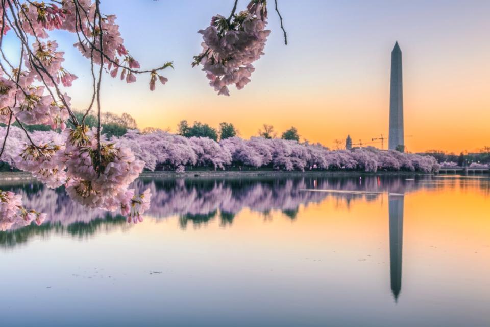 The sun rises behind the Washington Monument as the cherry trees bloom