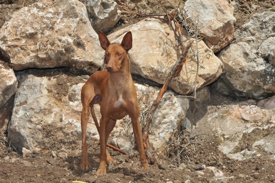 Canarian Warren Hound