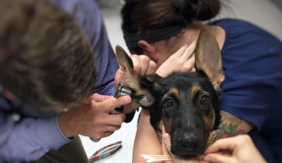 Walmart plans to open 100 in-store retail veterinary clinics over the next 12 months. 