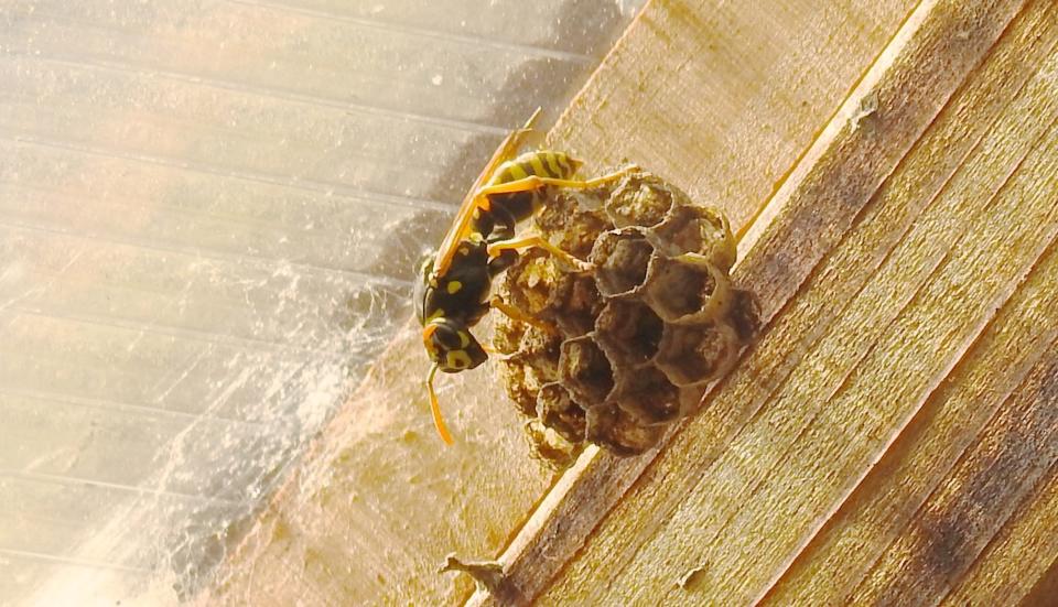 This May 6, 2019 photo shows a Yellowjacket on the ceiling of a hobby greenhouse near Langley, Wash. Yellowjackets typically live in underground burrows although some species build paper nests elsewhere, as shown here. They can be vicious around family and pets and attack vigorously when threatened. (Dean Fosdick via AP)