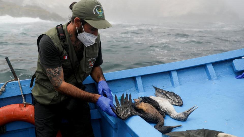 Aves afectadas por derrame de petróleo en Perú.