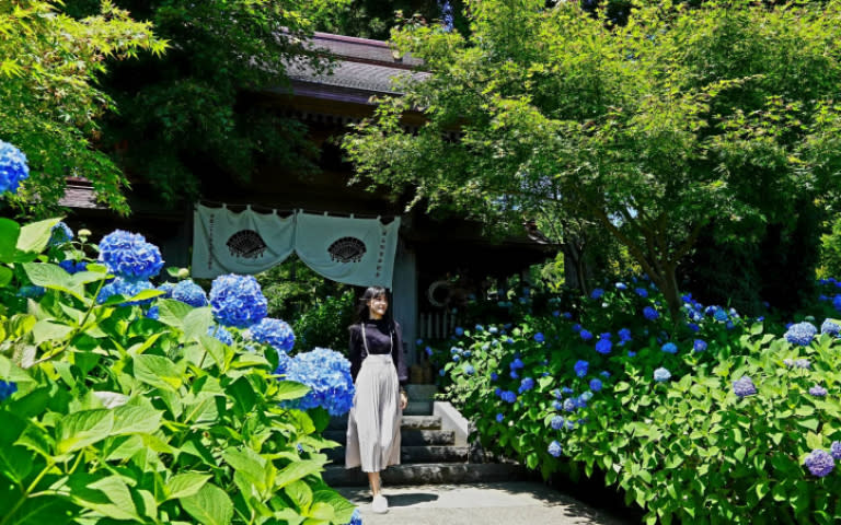 雲昌寺的紫陽花海被日本人譽為必看的世界絕景。（圖／魏妤靜攝，以下同）