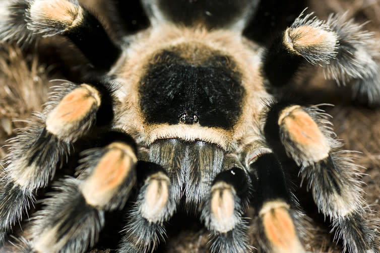 <span class="caption">All eyes on the spider.</span> <span class="attribution"><a class="link " href="https://www.shutterstock.com/pic-406301716/stock-photo-amazing-portrait-of-a-huge-scary-taratula.html?src=5RsA8JSP2828havcwlLARg-1-65" rel="nofollow noopener" target="_blank" data-ylk="slk:Shutterstock;elm:context_link;itc:0;sec:content-canvas">Shutterstock</a></span>