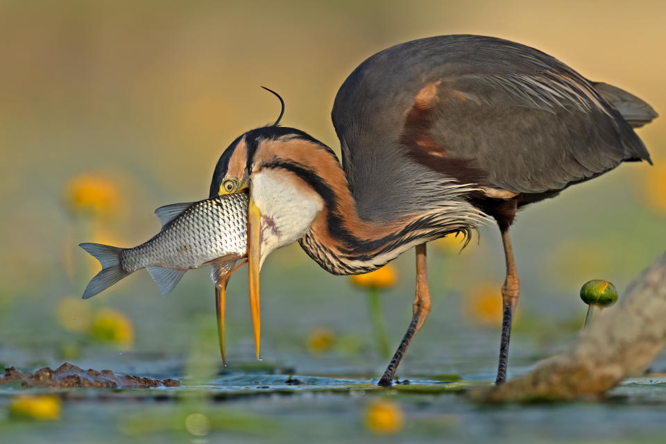 Bird photography of the year - gold comedy award winner