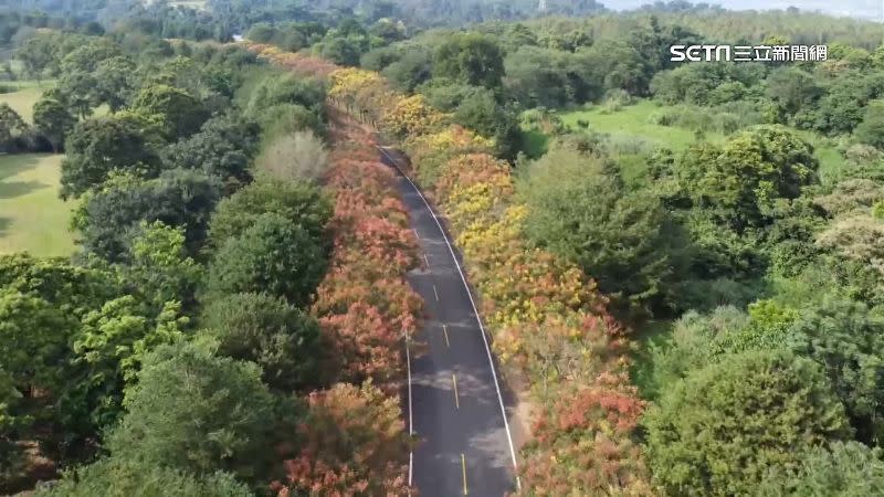 埔里的暨大校園有將近1000棵台灣欒樹。