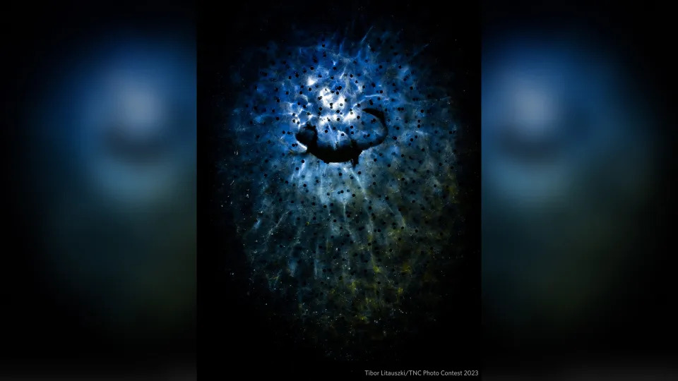 Photo taken underwater looking up at the black shadow of an alpine newt swimming amongst frog eggs at nigh time.