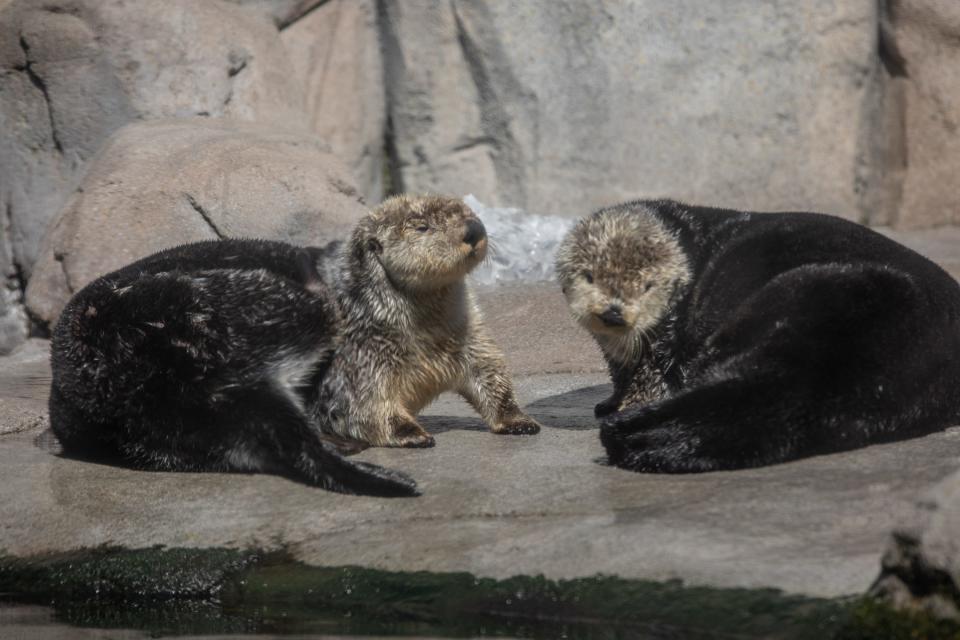 These sea otters at the Monterey Bay Aquarium are helping to raise rescued pups as part of a surrogacy program.